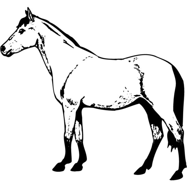 HORSE029 Thumbnail